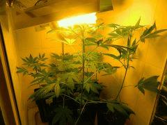 DSCN0930 1 13/01/2015
