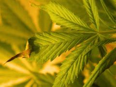 FEUILLE ABIMEE 20/01/15