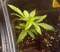 California Special 15/12/14