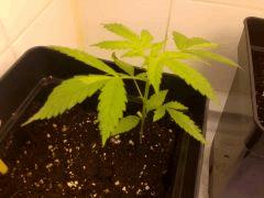 Afghanica x ? 18/12/14 FLO+3