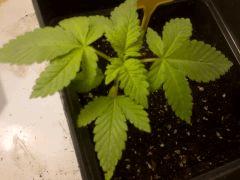 LSD 18/12/14 FLO+3