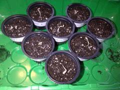 Germination 2