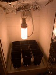 Jardin CFL 2