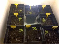Vue d'ensemble pots 7l.