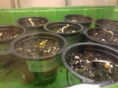 Germination