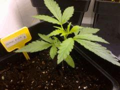Lemon Kush 18/12/14 FLO+3