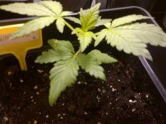 White Skunk 18/12/14 FLO+3