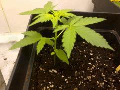 Diesel Auto 18/12/14 FLO+3
