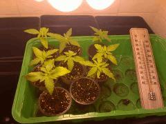 Jardin CFL