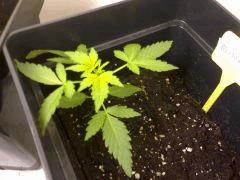 Blueberry Auto