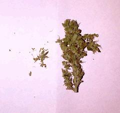 Blueberry