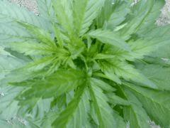 White widow