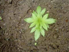 white widow C 14