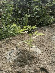 C +20 super skunk (2)