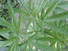 Super skunk