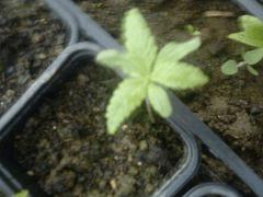 Variété inconnu