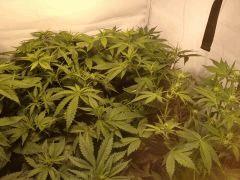 IMG 1463 (original)