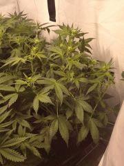 IMG 1464 (original)