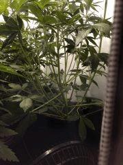 IMG 1465 (original)