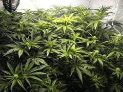 IMG 1507 (original)
