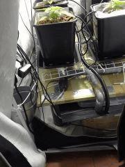 IMG 1354 (original)