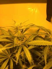 IMG 1564 (original)