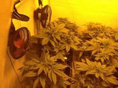 IMG 1432 (original)
