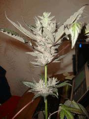 PPCK n°1