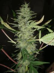 Black Bomb
