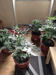 IMG 0902