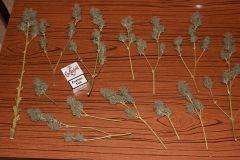 IMG 4609