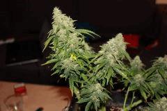 nother light auto