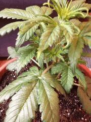 IMG 0846[1]