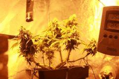 nother light auto
