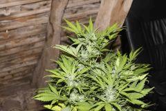 IMG 4548