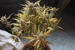 IMG 4578