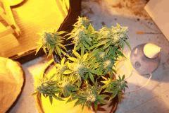 nother light auto