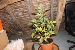 IMG 4549