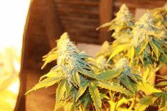nother light auto