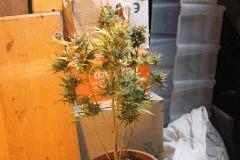 IMG 4584
