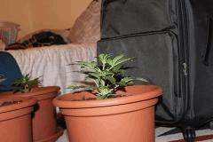 IMG 4481