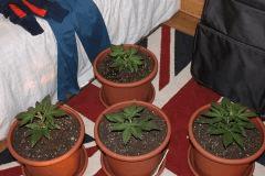 IMG 4484