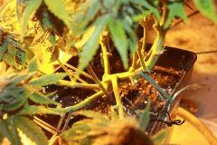 nother light auto