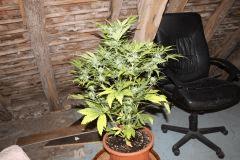 IMG 4546