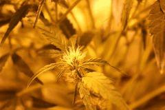IMG 4527