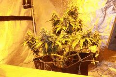 nother light auto