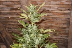 IMG 4551