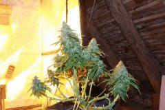 nother light auto