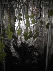 IMG 0974