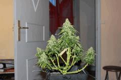nother light auto
